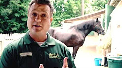 Tips & Tricks to Exploring Busch Gardens in Williamsburg, VA