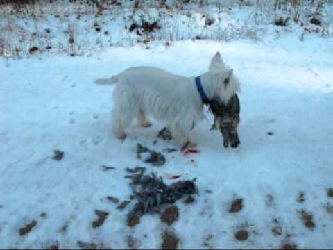 Westie Remington retrieving game birds 