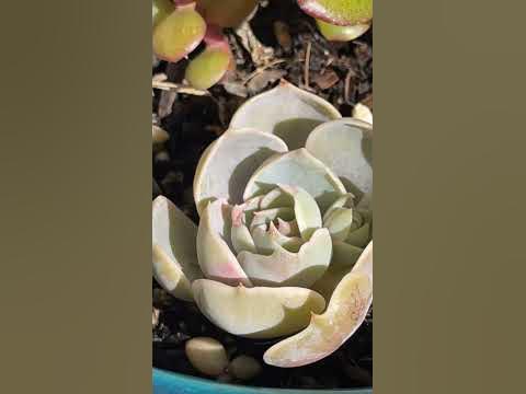 Succulents Outdoors for Winter 