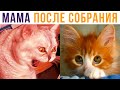 МАМА ПРИШЛА С СОБРАНИЯ))) Приколы с котами | Мемозг #553