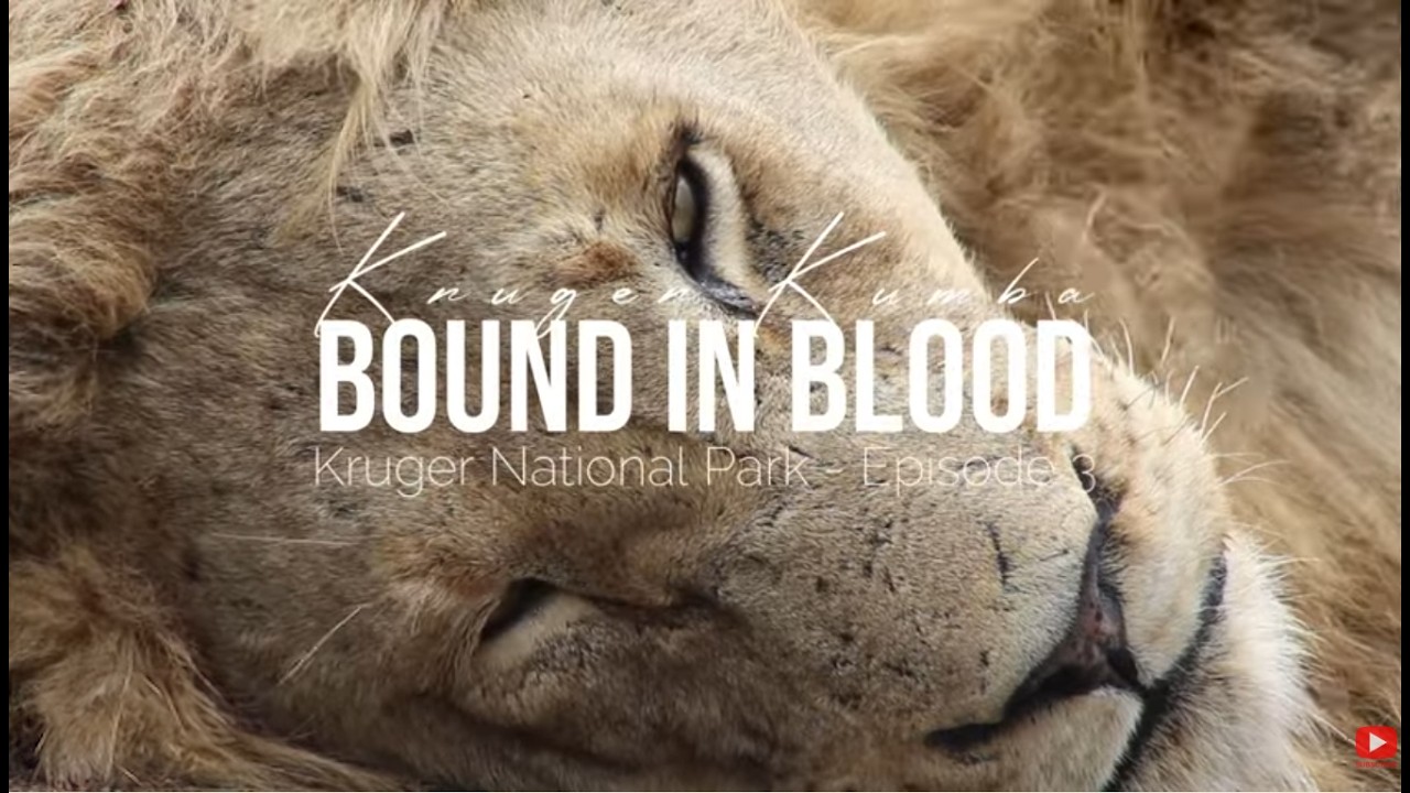 Связанные кровью | Эпизод 3 - 7 львов на трассе S39 | Сафари из Тамботи в Сатару, Национальный па...