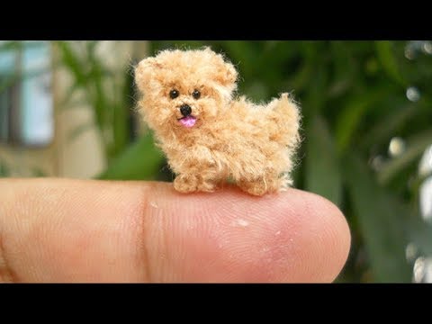 Video: Dünyanın En Küçük Köpeği Yeni Zelanda'da Mı Bulundu?