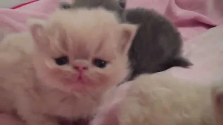 Video 7006171: playful himalayan persian kittens, cream persian, blue persian