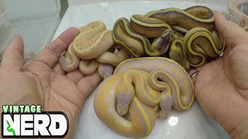 NERD Ball Pyons 2016 Video #6