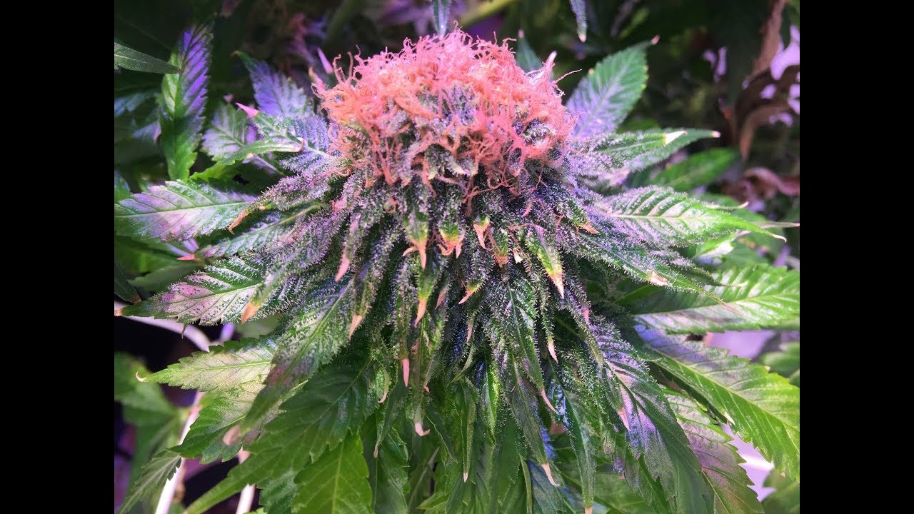 Green Crack and Girl Scout Cookies Grow Update 6 - Bloom Day 60