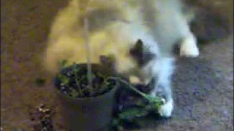 Cat Getting Leisurely Stoned on a Fresh Catnip Plant