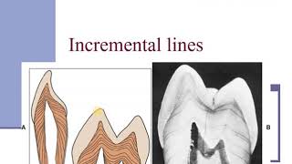 Dentin and Dentinogenesis