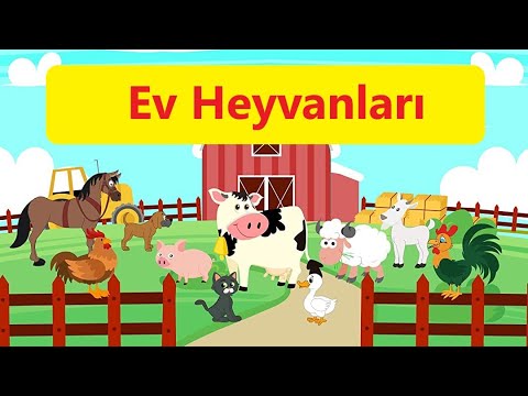 Video: Ev Heyvanları Qırıq ürəkdən ölə Bilərmi?