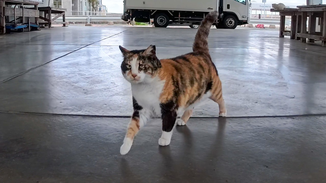 まあたねこを maxresdefault.jpg