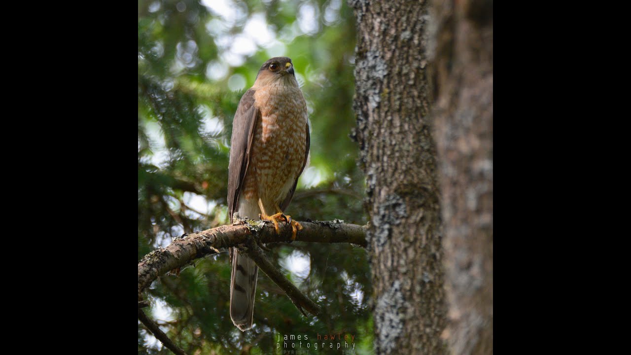 Sharp-shinned Hawk Perched in the Wind 