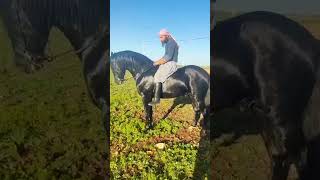 حرارة الخيل
