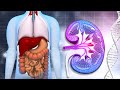 Intestinal Healing: Transform The Whole Body with 432Hz Frequency, Positive Energy Flow....1