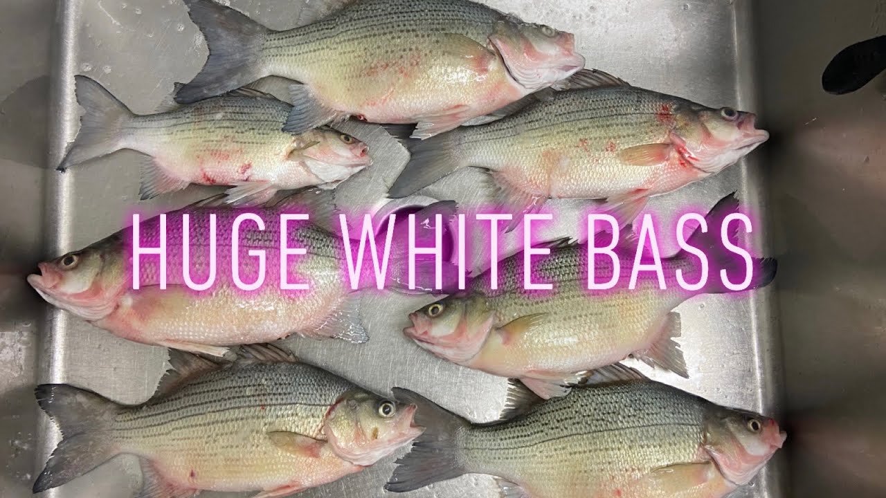 How to Ice Fish for White Bass (Devils Lake, ND) YouTube