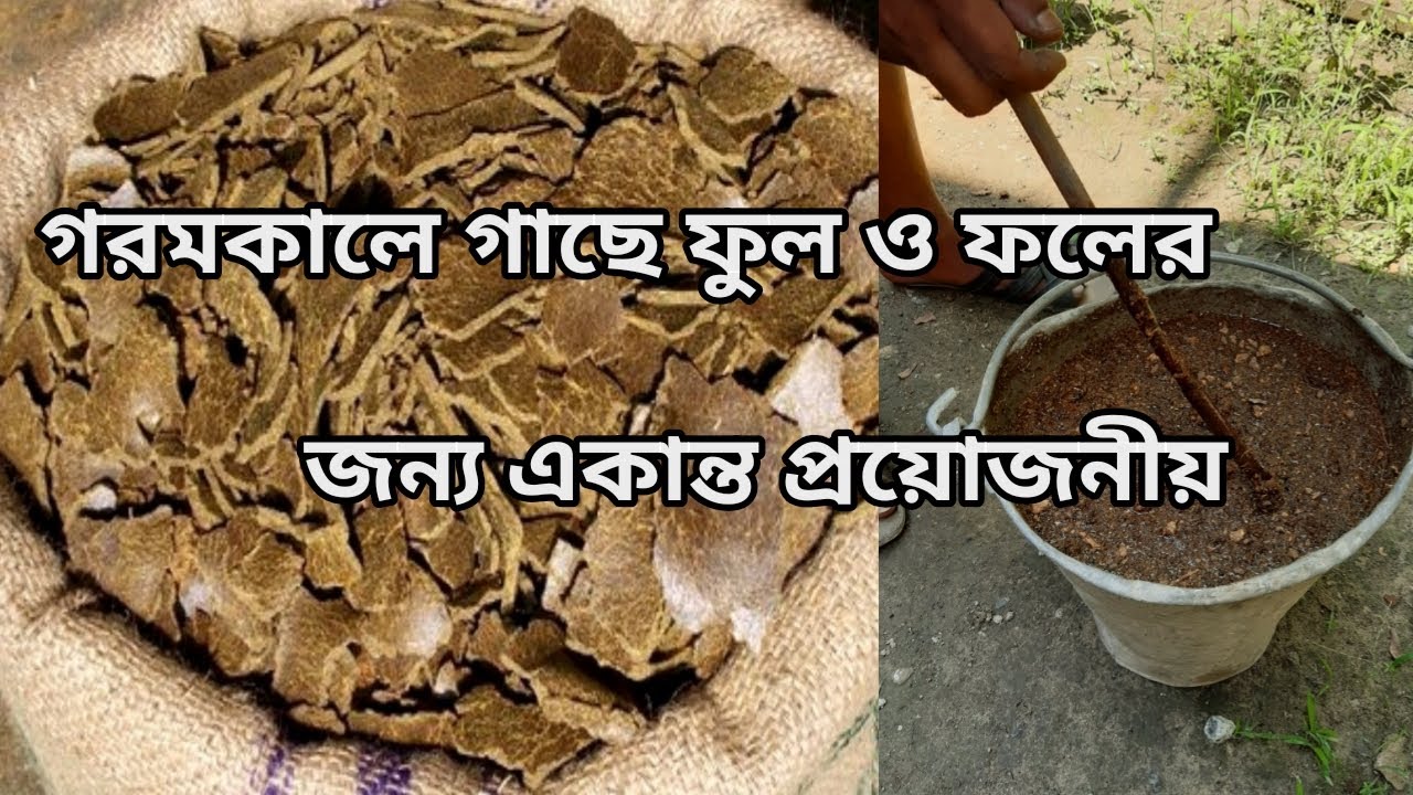 সরিষার খোল কিভাবে ব্যবহার করবেন?How to use Mustard Cake Fertilizer