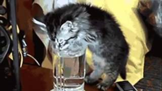 Выйду ночью в кухню с котом..!!!! - кошки отжигают на кухне) Выйду ночью в кухню с котом..!!!! - кошки отжигают на кухне)