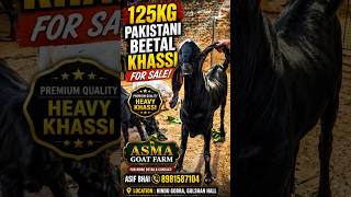 125Kg Pakistani Beetal Khassi #beetalgoat #goat #bakraeid #bakra #viralgoat #biggoats #viral #shorts