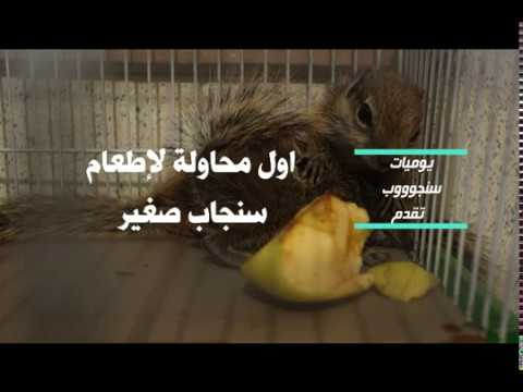 محاولة إطعام سنجاب صغير Youtube