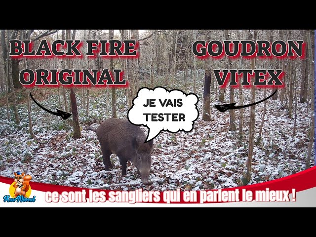Norway tar Vitex or Black Fire Original for wild boar? 