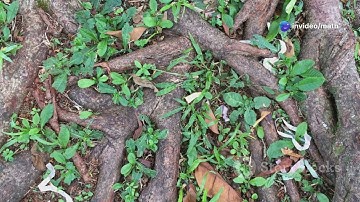 The Secret Language of Trees: How Forests Communicate 🌲🔗