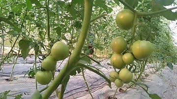 Cách cắt tỉa và chọn quả trên cây cà chua canh tác trong nhà kính hiệu quả.