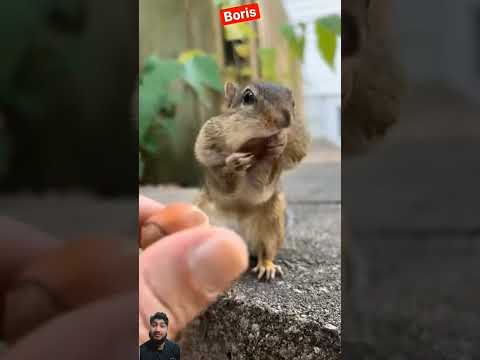 Boris Amazing Moment Boris Is So Cute Friendly Like The Boris Beautiful Comment For Boris