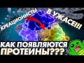 КАК ПОЯВЛЯЮТСЯ ПРОТЕИНЫ? Креационисты в ПАНИКЕ! | Биосинтез белка | Биохимия клетки