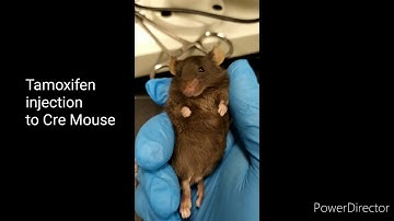 Tamoxifen intragastric injection in Cre mouse | Research Technique | Dr Abi Greek