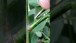 Rose plant side - graft amazing techniques #satisfying #rose #side - graft #amazing #shorts