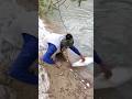 صيد سمك البز أو فرخ البز في شمال العراق صيد السمك Fishing 