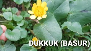 Şi̇fa Bu Görürseni̇z Mutlaka Toplayin Dukkuk Basur Otu Faydalari̇