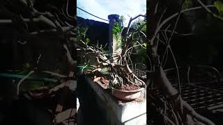 After Pruning Updates Of Ficus BONSAI ? trending bonsaitree bonsaiempire natural garden viral