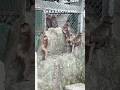 ああぁぁぁx、落ちるよぉー！！#ニホンザル #ニホンザルの赤ちゃん #monkeyvideo #高崎山自然動物園
