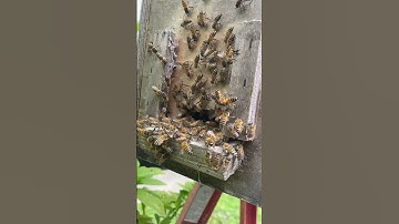 Wild honeybee swarm capture…find the queen and win a prize