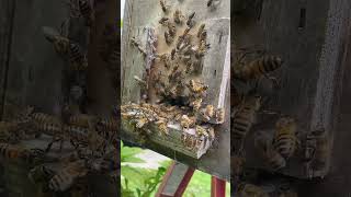 Wild honeybee swarm capture…find the queen and win a prize