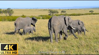 4K African Wildlife : Amazing Wildlife of Kenya in 4K ULTRA HD - Relaxing Nature In 4K