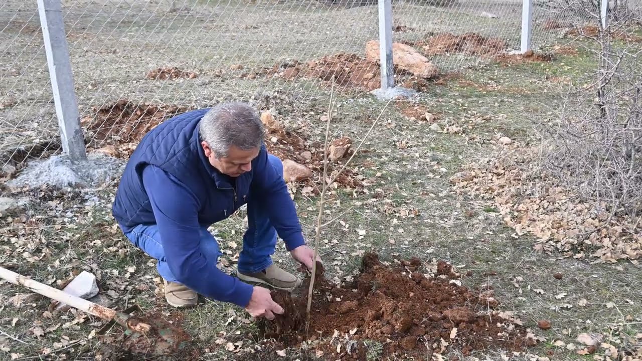 KÖY HAYATI: BİR FİDAN DİKTİM