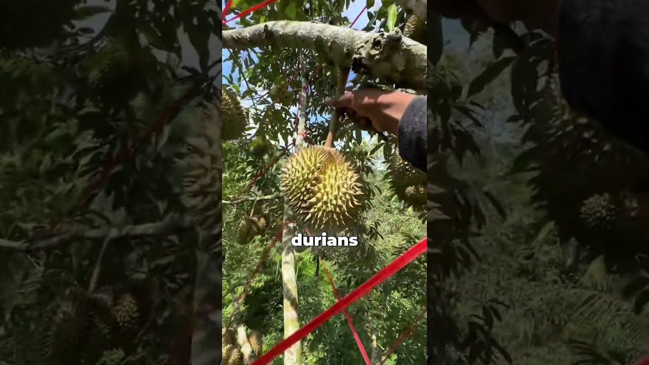 Why Does This Fruit Sound Like A Gun When It Falls 