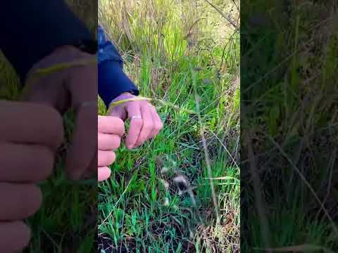 Video: Raccolta degli asparagi: come raccogliere gli asparagi