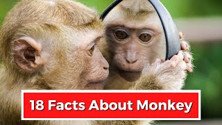 18 FACTS ABOUT MONKEYS