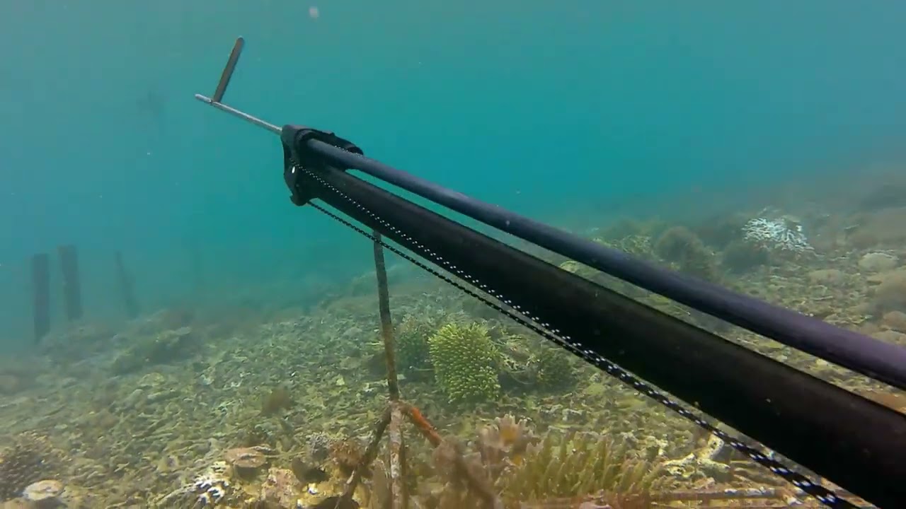 keliling pulau menjangan sambil mancing dan panah ikan