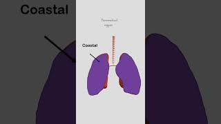 Lungs Parts and surface #respiratorysystem #lungs #lungsanatomy #anatomy #shorts #short