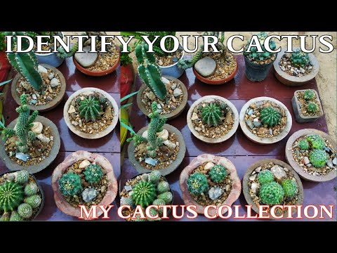Video: Modrá Agáve (34 Fotografií): Je To Kaktus Alebo Nie? Ako Rastlina Vyzerá A Rastie?