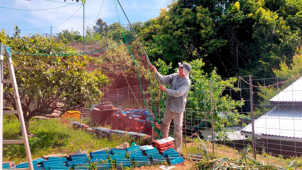 急にレモンの木が枯れる。 折れた防鳥網の支柱の修理も。 (04月2025年)