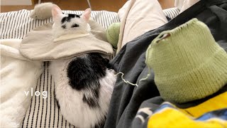 Monet's Improved Hind Leg Arthritis, Big Needle Hat Factory, Clothing Start! Cat Owner's Daily Life