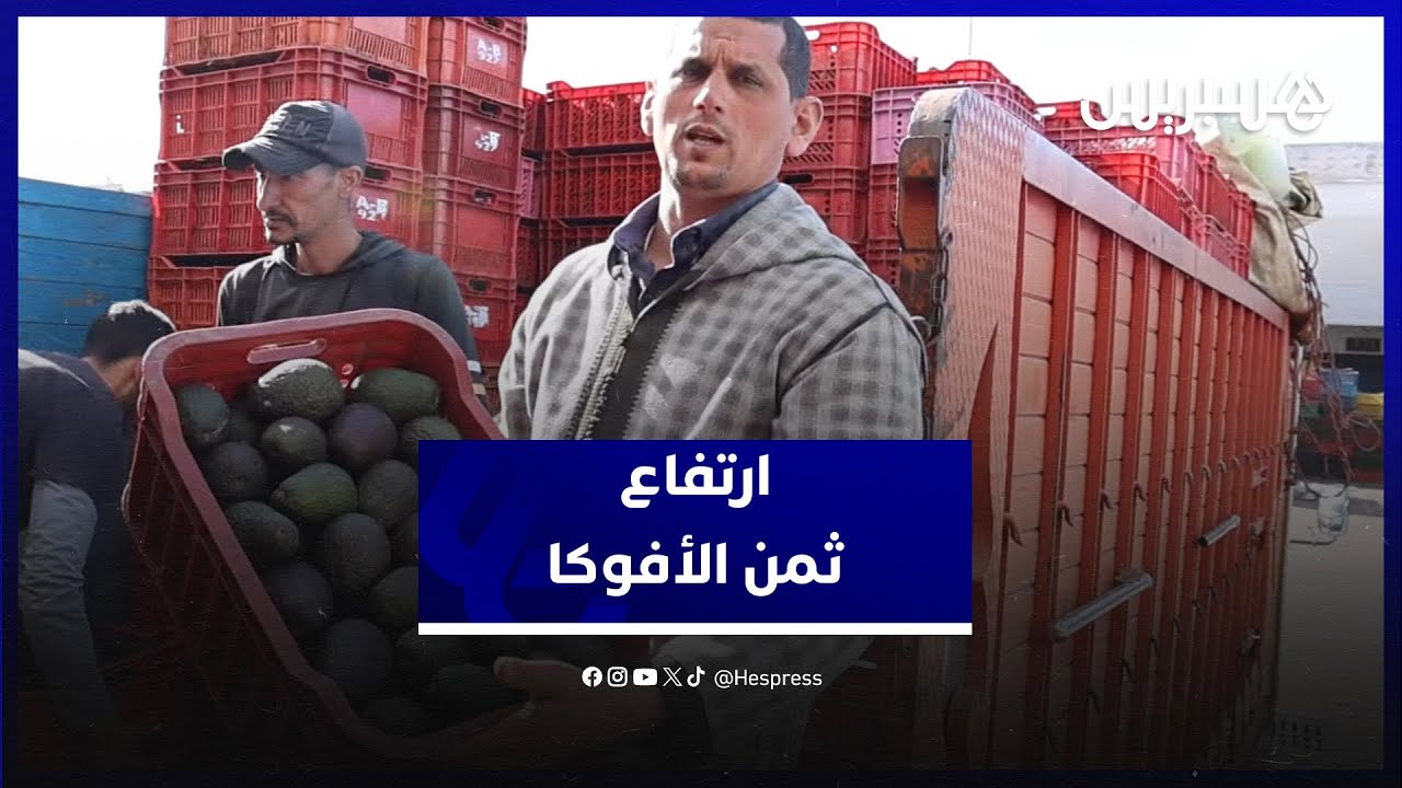 ارتفاع ثمن الأفوكا.. تجار الجملة: سعر طبيعي في نهاية الموسم