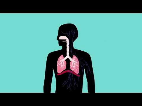 تنفس الكائنات الحية