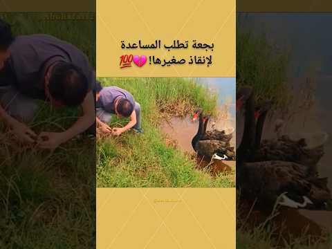 بجعة تطلب المساعدة لإنقاذ صغيرها