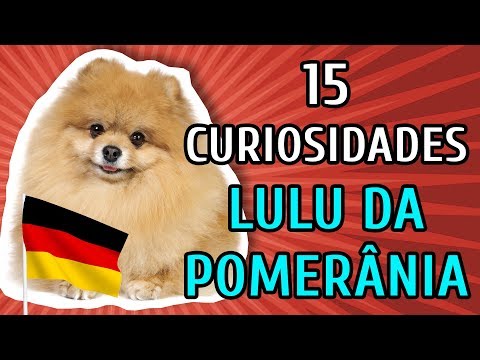 Vídeo: O que significa lulu?