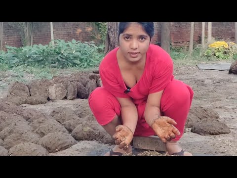 गोबर के उपले और कंडे बनाने के सबसे आसान तरीका #suhanarecord #dailyvlog