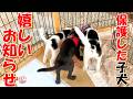 【捨て犬 子犬 保護】初めてのお散歩+おまけコーナー